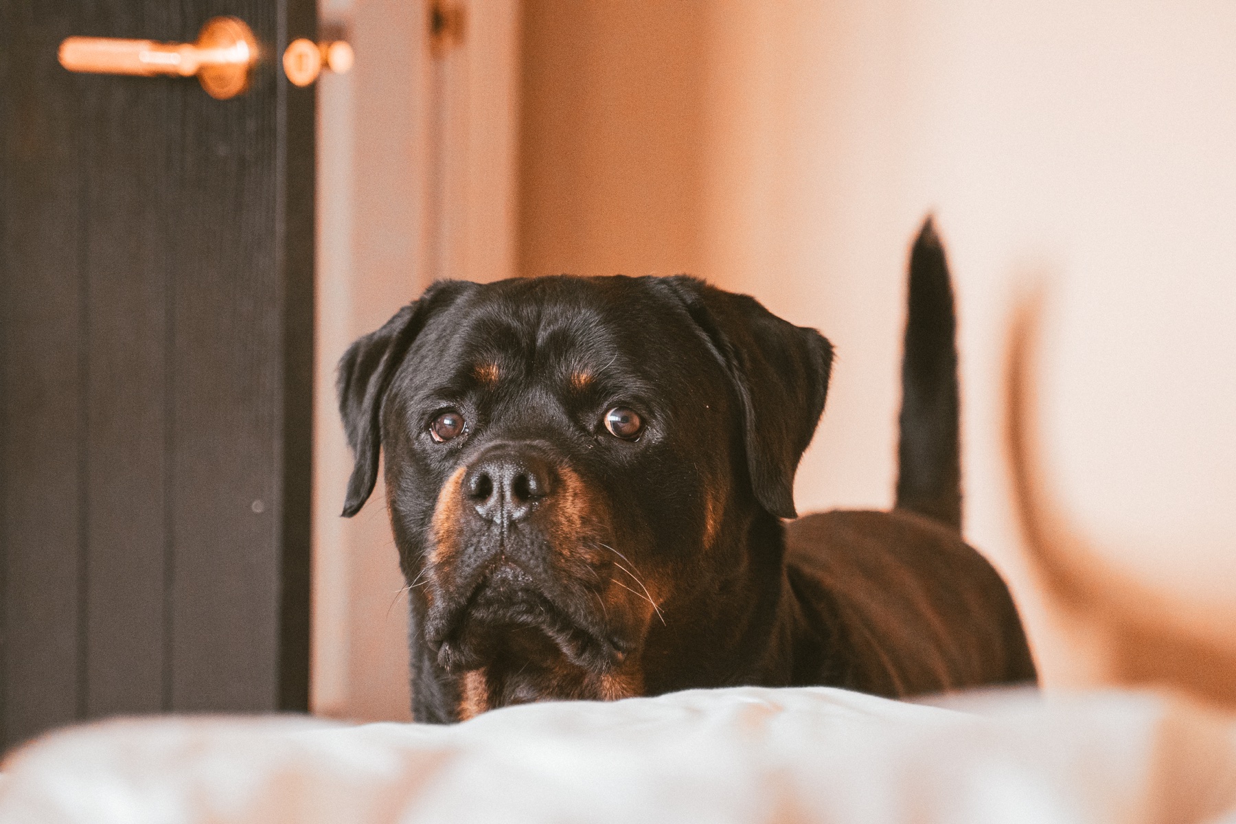 Rottweiler looking towards the camera during a relaxed indoor pet portrait