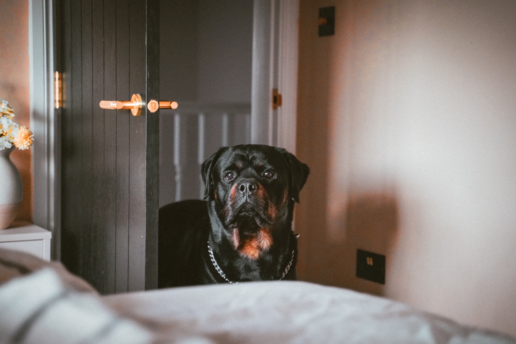 Rottweiler standing in a doorway during a natural home portrait