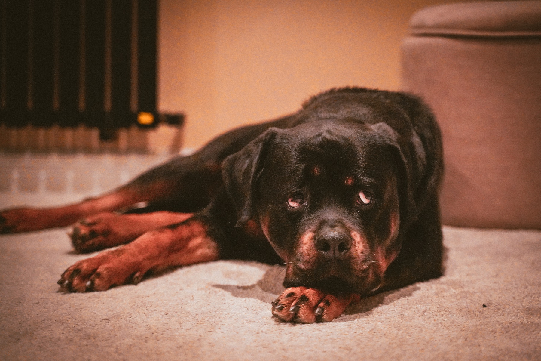 Rottweiler resting on a carpet and looking up at the camera
