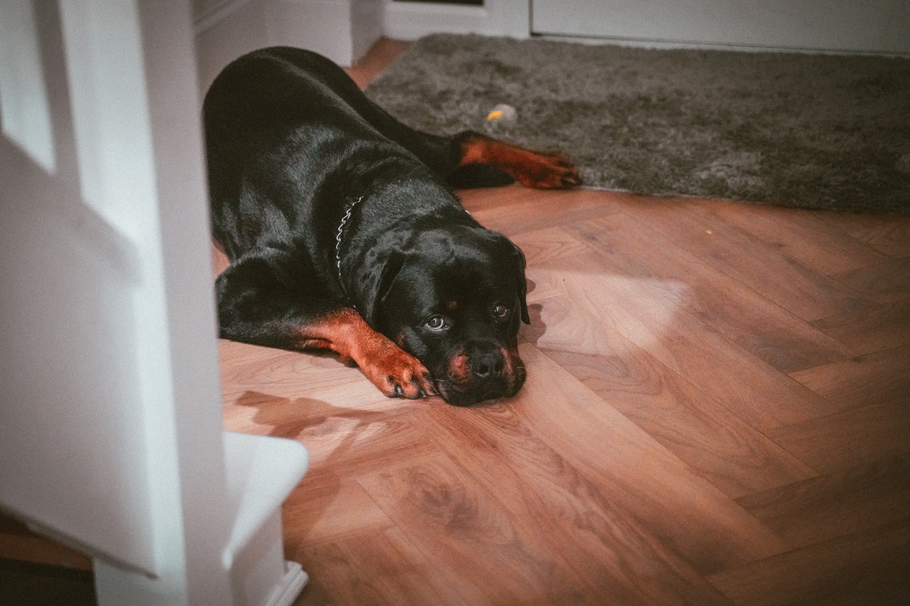 Rottweiler lying beside the hallway during a relaxed pet session