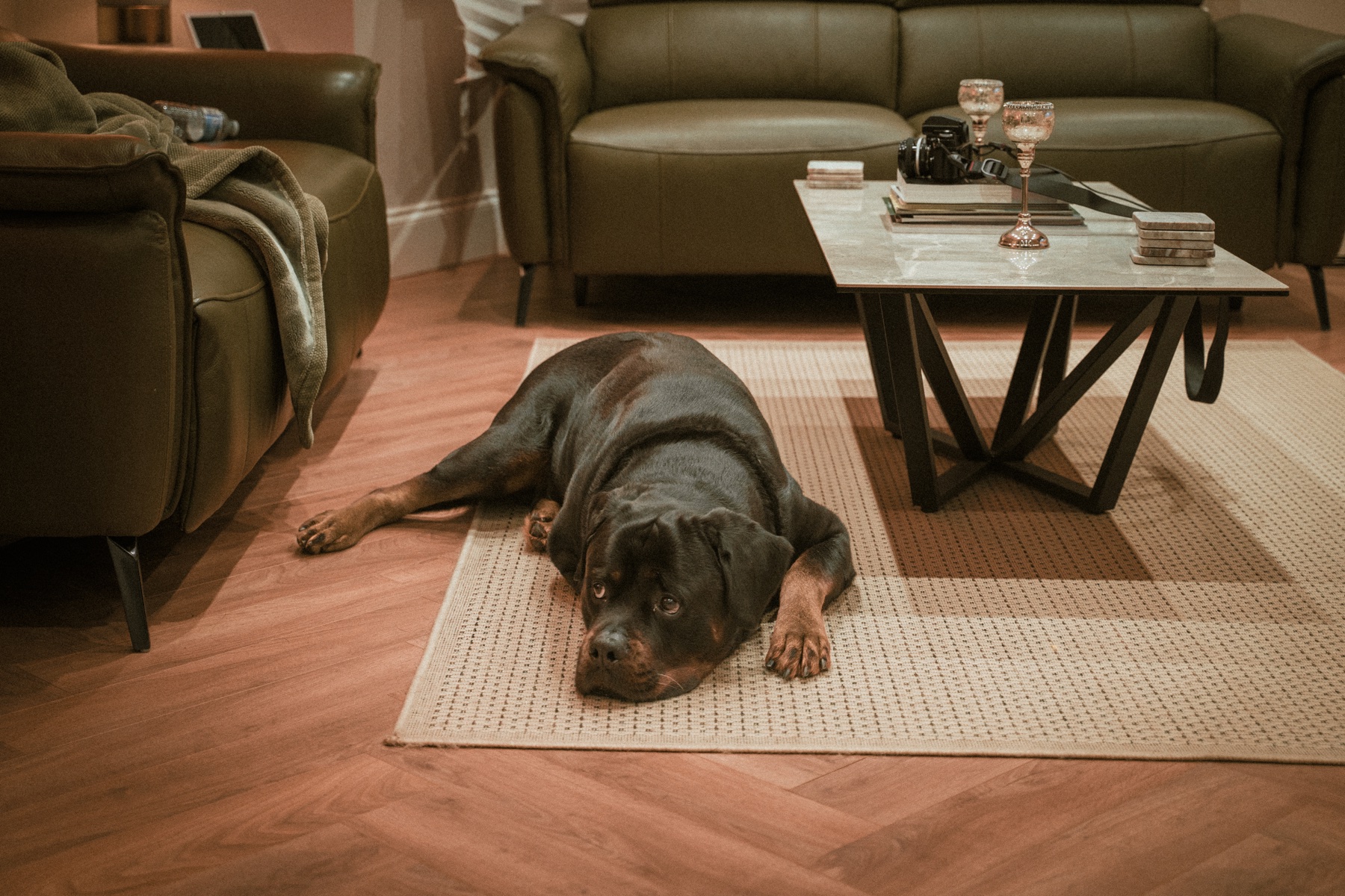 Rottweiler relaxing in a family living room