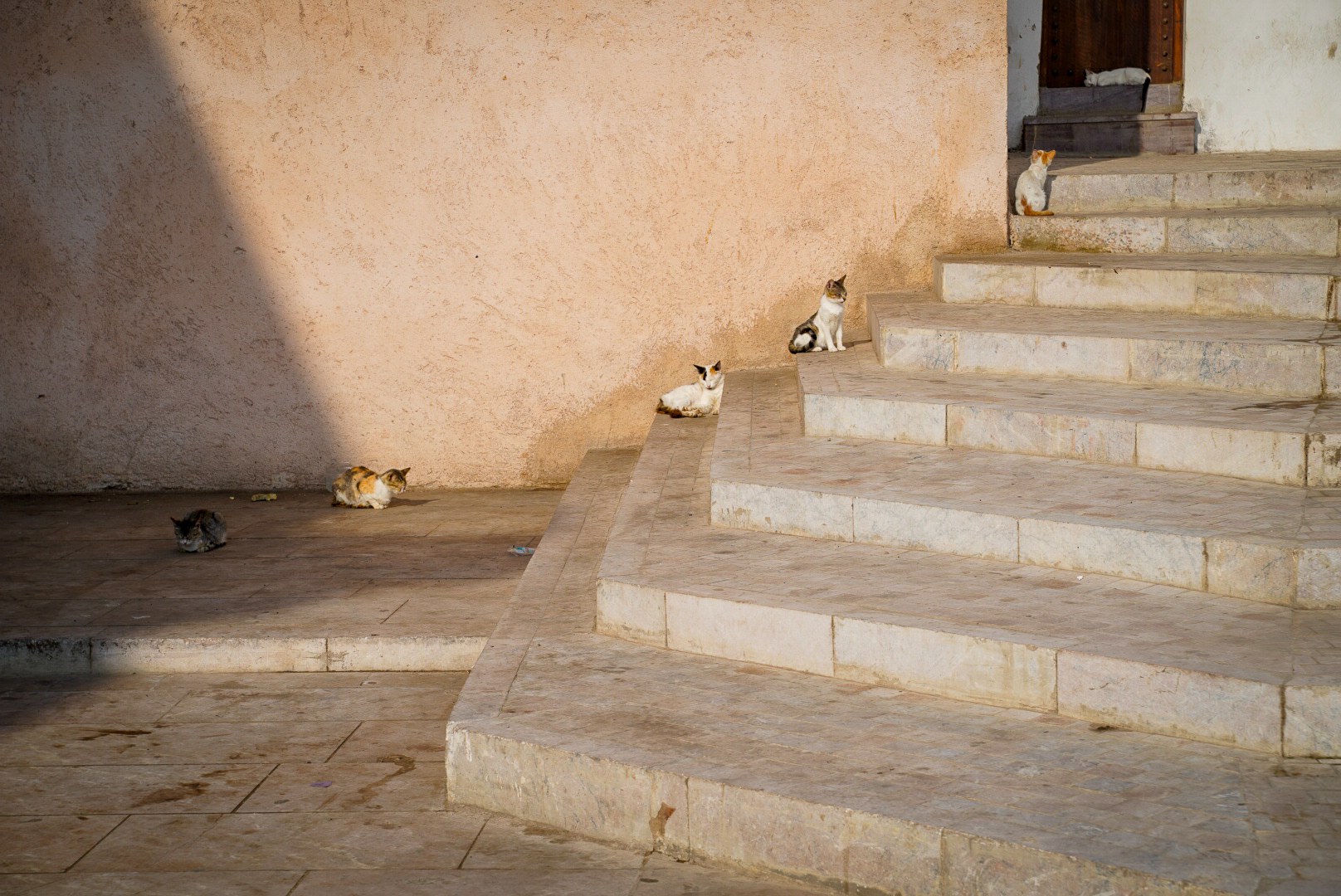 Cats resting at different heights on sunlit stone steps beside a cream wall